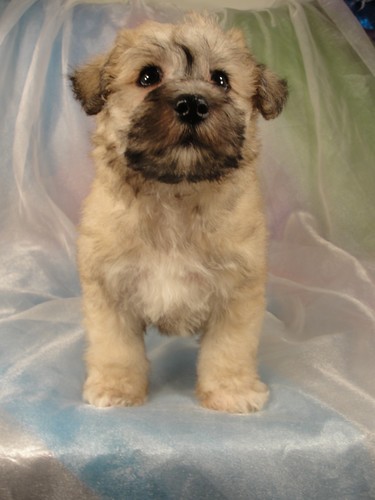 Male schnoodle Puppy for sale #3 Born February 25, 2012